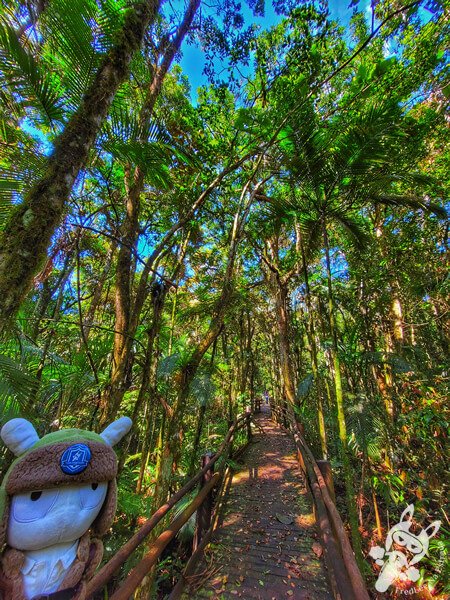 Trilha da Canela | Parque Estadual Carlos Botelho (PECB) Núcleo São Miguel Arcanjo | São Miguel Arcanjo - São Paulo - Brasil | FredLee Na Estrada Trilha da Canela | Parque Estadual Carlos Botelho (PECB) Núcleo São Miguel Arcanjo | São Miguel Arcanjo - São Paulo - Brasil | FredLee Na Estrada