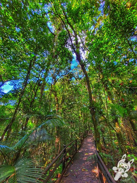 Trilha da Canela | Parque Estadual Carlos Botelho (PECB) Núcleo São Miguel Arcanjo | São Miguel Arcanjo - São Paulo - Brasil | FredLee Na Estrada Trilha da Canela | Parque Estadual Carlos Botelho (PECB) Núcleo São Miguel Arcanjo | São Miguel Arcanjo - São Paulo - Brasil | FredLee Na Estrada