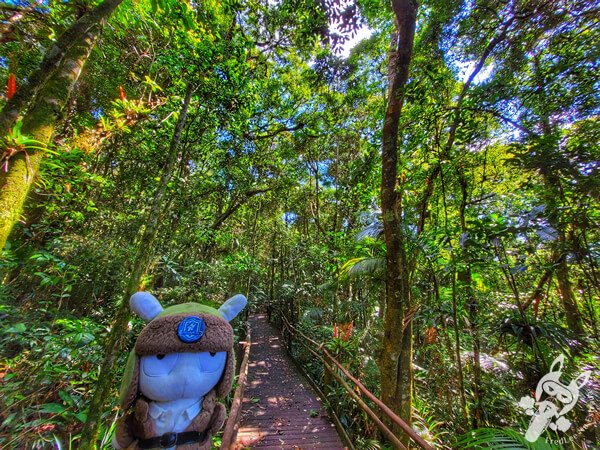 Trilha da Canela | Parque Estadual Carlos Botelho (PECB) Núcleo São Miguel Arcanjo | São Miguel Arcanjo - São Paulo - Brasil | FredLee Na Estrada Trilha da Canela | Parque Estadual Carlos Botelho (PECB) Núcleo São Miguel Arcanjo | São Miguel Arcanjo - São Paulo - Brasil | FredLee Na Estrada