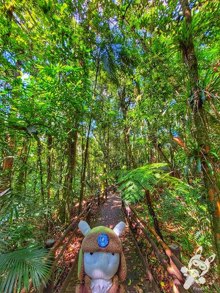 Trilha da Canela | Parque Estadual Carlos Botelho (PECB) Núcleo São Miguel Arcanjo | São Miguel Arcanjo - São Paulo - Brasil | FredLee Na Estrada Trilha da Canela | Parque Estadual Carlos Botelho (PECB) Núcleo São Miguel Arcanjo | São Miguel Arcanjo - São Paulo - Brasil | FredLee Na Estrada