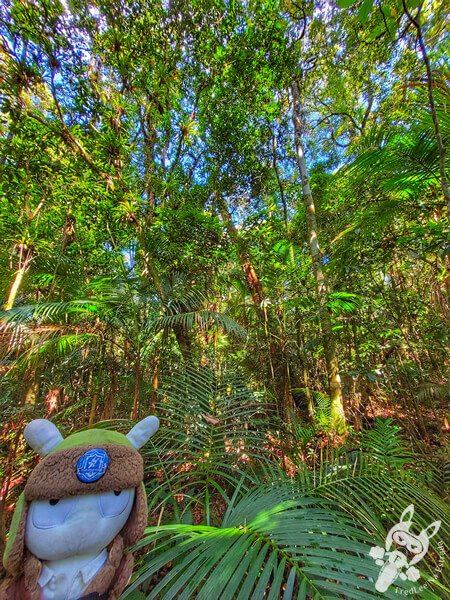 Trilha da Canela | Parque Estadual Carlos Botelho (PECB) Núcleo São Miguel Arcanjo | São Miguel Arcanjo - São Paulo - Brasil | FredLee Na Estrada Trilha da Canela | Parque Estadual Carlos Botelho (PECB) Núcleo São Miguel Arcanjo | São Miguel Arcanjo - São Paulo - Brasil | FredLee Na Estrada
