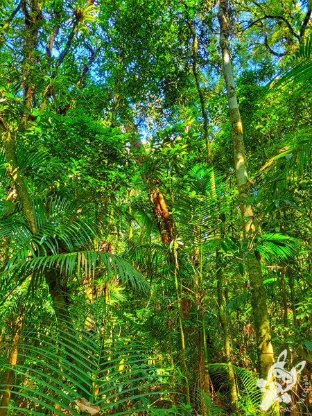 Trilha da Canela | Parque Estadual Carlos Botelho (PECB) Núcleo São Miguel Arcanjo | São Miguel Arcanjo - São Paulo - Brasil | FredLee Na Estrada Trilha da Canela | Parque Estadual Carlos Botelho (PECB) Núcleo São Miguel Arcanjo | São Miguel Arcanjo - São Paulo - Brasil | FredLee Na Estrada