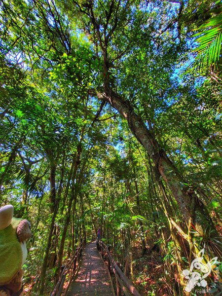 Trilha da Canela | Parque Estadual Carlos Botelho (PECB) Núcleo São Miguel Arcanjo | São Miguel Arcanjo - São Paulo - Brasil | FredLee Na Estrada Trilha da Canela | Parque Estadual Carlos Botelho (PECB) Núcleo São Miguel Arcanjo | São Miguel Arcanjo - São Paulo - Brasil | FredLee Na Estrada