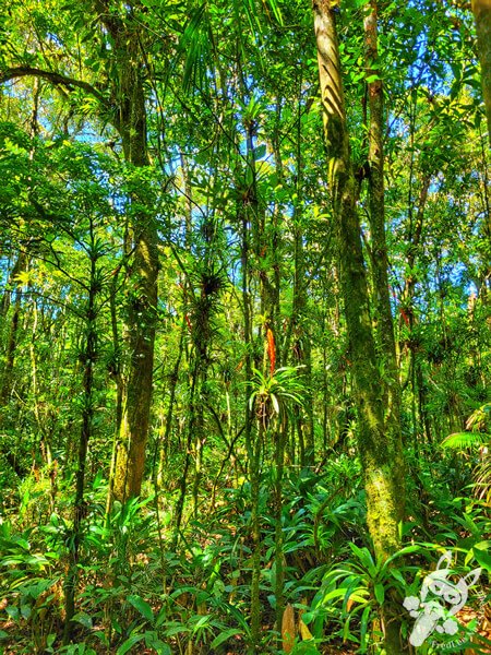Trilha da Canela | Parque Estadual Carlos Botelho (PECB) Núcleo São Miguel Arcanjo | São Miguel Arcanjo - São Paulo - Brasil | FredLee Na Estrada Trilha da Canela | Parque Estadual Carlos Botelho (PECB) Núcleo São Miguel Arcanjo | São Miguel Arcanjo - São Paulo - Brasil | FredLee Na Estrada