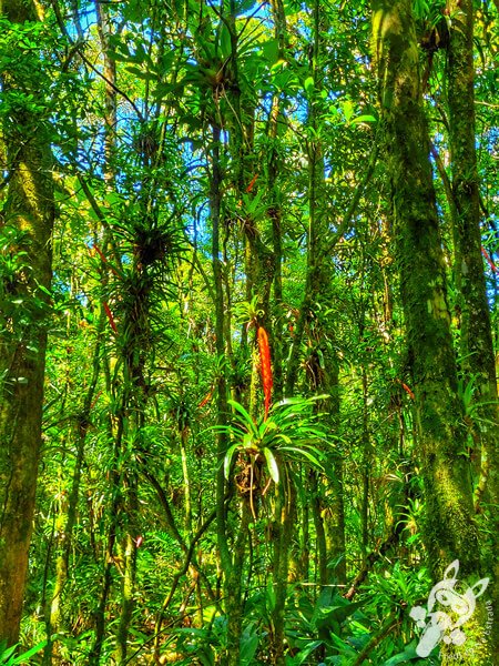 Trilha da Canela | Parque Estadual Carlos Botelho (PECB) Núcleo São Miguel Arcanjo | São Miguel Arcanjo - São Paulo - Brasil | FredLee Na Estrada Trilha da Canela | Parque Estadual Carlos Botelho (PECB) Núcleo São Miguel Arcanjo | São Miguel Arcanjo - São Paulo - Brasil | FredLee Na Estrada