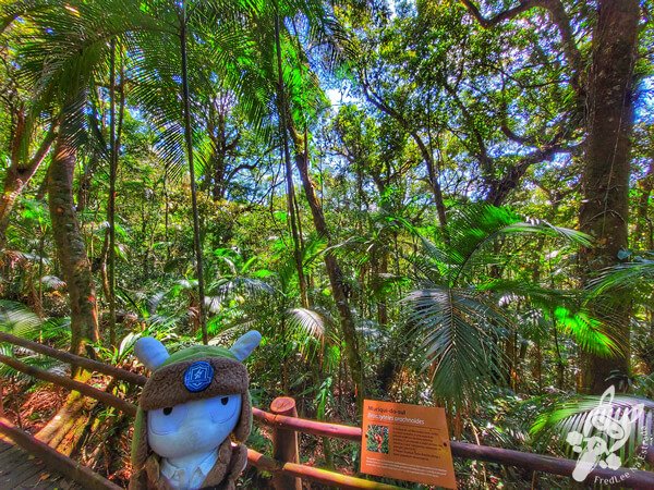 Trilha da Canela | Parque Estadual Carlos Botelho (PECB) Núcleo São Miguel Arcanjo | São Miguel Arcanjo - São Paulo - Brasil | FredLee Na Estrada Trilha da Canela | Parque Estadual Carlos Botelho (PECB) Núcleo São Miguel Arcanjo | São Miguel Arcanjo - São Paulo - Brasil | FredLee Na Estrada