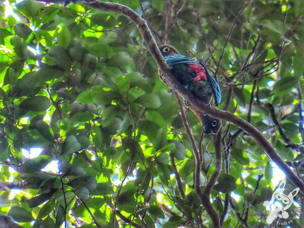 Tiriba-de-testa-vermelha na Trilha da Canela | Parque Estadual Carlos Botelho (PECB) Núcleo São Miguel Arcanjo | São Miguel Arcanjo - São Paulo - Brasil | FredLee Na Estrada Tiriba-de-testa-vermelha na Trilha da Canela | Parque Estadual Carlos Botelho (PECB) Núcleo São Miguel Arcanjo | São Miguel Arcanjo - São Paulo - Brasil | FredLee Na Estrada