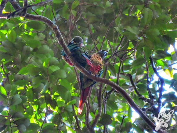 Tiriba-de-testa-vermelha na Trilha da Canela | Parque Estadual Carlos Botelho (PECB) Núcleo São Miguel Arcanjo | São Miguel Arcanjo - São Paulo - Brasil | FredLee Na Estrada Tiriba-de-testa-vermelha na Trilha da Canela | Parque Estadual Carlos Botelho (PECB) Núcleo São Miguel Arcanjo | São Miguel Arcanjo - São Paulo - Brasil | FredLee Na Estrada
