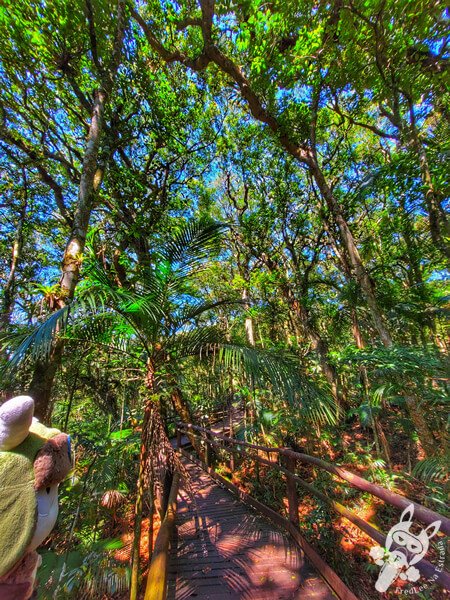 Trilha da Canela | Parque Estadual Carlos Botelho (PECB) Núcleo São Miguel Arcanjo | São Miguel Arcanjo - São Paulo - Brasil | FredLee Na Estrada Trilha da Canela | Parque Estadual Carlos Botelho (PECB) Núcleo São Miguel Arcanjo | São Miguel Arcanjo - São Paulo - Brasil | FredLee Na Estrada