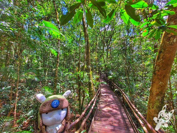 Trilha da Canela | Parque Estadual Carlos Botelho (PECB) Núcleo São Miguel Arcanjo | São Miguel Arcanjo - São Paulo - Brasil | FredLee Na Estrada Trilha da Canela | Parque Estadual Carlos Botelho (PECB) Núcleo São Miguel Arcanjo | São Miguel Arcanjo - São Paulo - Brasil | FredLee Na Estrada