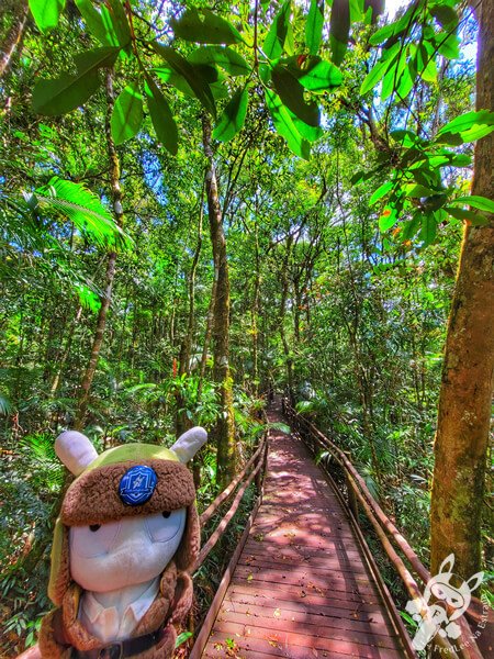 Trilha da Canela | Parque Estadual Carlos Botelho (PECB) Núcleo São Miguel Arcanjo | São Miguel Arcanjo - São Paulo - Brasil | FredLee Na Estrada Trilha da Canela | Parque Estadual Carlos Botelho (PECB) Núcleo São Miguel Arcanjo | São Miguel Arcanjo - São Paulo - Brasil | FredLee Na Estrada