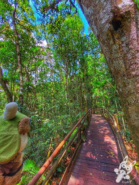 Trilha da Canela | Parque Estadual Carlos Botelho (PECB) Núcleo São Miguel Arcanjo | São Miguel Arcanjo - São Paulo - Brasil | FredLee Na Estrada Trilha da Canela | Parque Estadual Carlos Botelho (PECB) Núcleo São Miguel Arcanjo | São Miguel Arcanjo - São Paulo - Brasil | FredLee Na Estrada