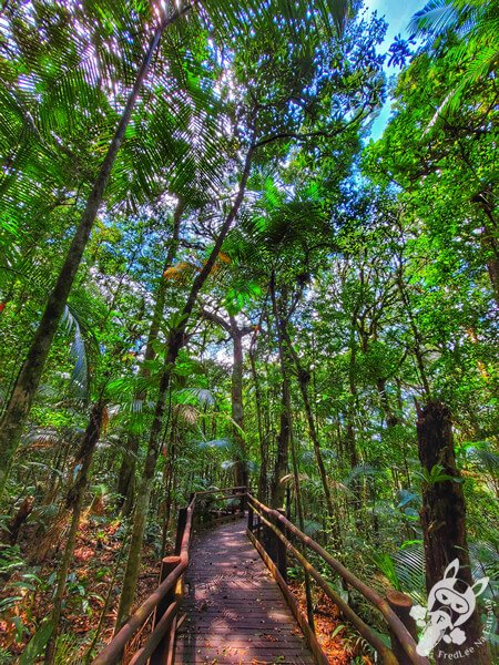 Trilha da Canela | Parque Estadual Carlos Botelho (PECB) Núcleo São Miguel Arcanjo | São Miguel Arcanjo - São Paulo - Brasil | FredLee Na Estrada Trilha da Canela | Parque Estadual Carlos Botelho (PECB) Núcleo São Miguel Arcanjo | São Miguel Arcanjo - São Paulo - Brasil | FredLee Na Estrada