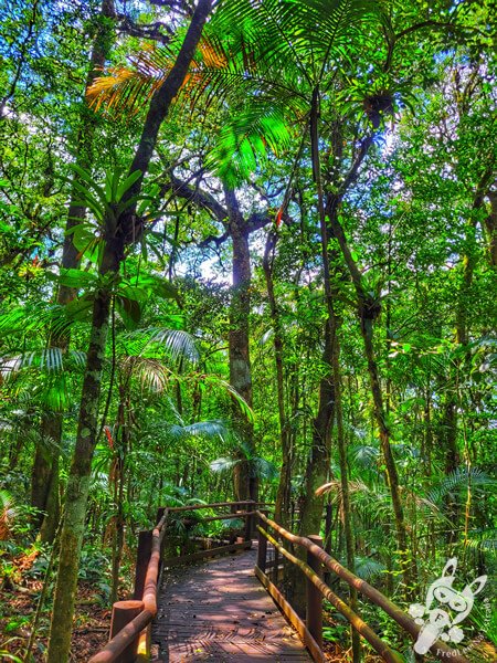 Trilha da Canela | Parque Estadual Carlos Botelho (PECB) Núcleo São Miguel Arcanjo | São Miguel Arcanjo - São Paulo - Brasil | FredLee Na Estrada Trilha da Canela | Parque Estadual Carlos Botelho (PECB) Núcleo São Miguel Arcanjo | São Miguel Arcanjo - São Paulo - Brasil | FredLee Na Estrada