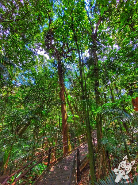 Trilha da Canela | Parque Estadual Carlos Botelho (PECB) Núcleo São Miguel Arcanjo | São Miguel Arcanjo - São Paulo - Brasil | FredLee Na Estrada Trilha da Canela | Parque Estadual Carlos Botelho (PECB) Núcleo São Miguel Arcanjo | São Miguel Arcanjo - São Paulo - Brasil | FredLee Na Estrada