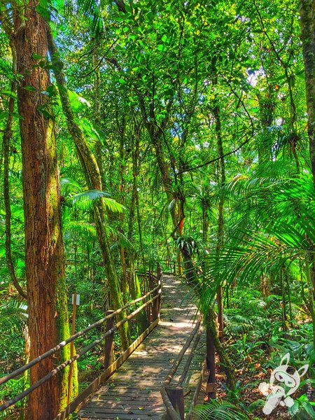 Trilha da Canela | Parque Estadual Carlos Botelho (PECB) Núcleo São Miguel Arcanjo | São Miguel Arcanjo - São Paulo - Brasil | FredLee Na Estrada Trilha da Canela | Parque Estadual Carlos Botelho (PECB) Núcleo São Miguel Arcanjo | São Miguel Arcanjo - São Paulo - Brasil | FredLee Na Estrada