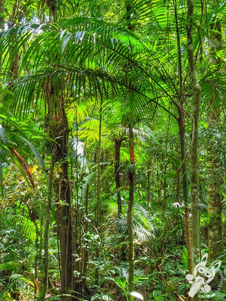 Trilha da Canela | Parque Estadual Carlos Botelho (PECB) Núcleo São Miguel Arcanjo | São Miguel Arcanjo - São Paulo - Brasil | FredLee Na Estrada Trilha da Canela | Parque Estadual Carlos Botelho (PECB) Núcleo São Miguel Arcanjo | São Miguel Arcanjo - São Paulo - Brasil | FredLee Na Estrada