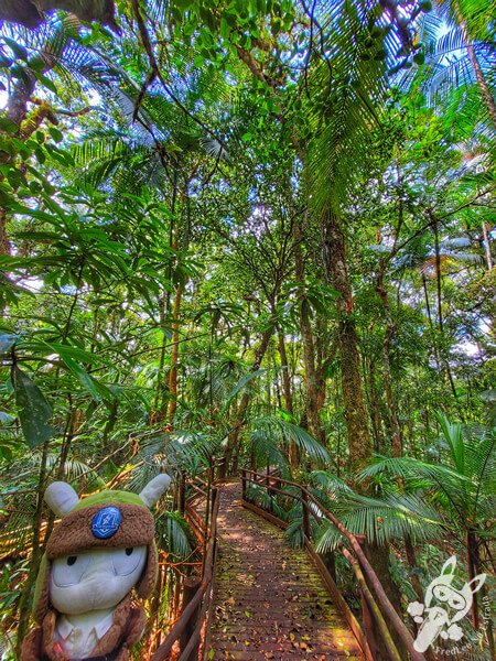 Trilha da Canela | Parque Estadual Carlos Botelho (PECB) Núcleo São Miguel Arcanjo | São Miguel Arcanjo - São Paulo - Brasil | FredLee Na Estrada Trilha da Canela | Parque Estadual Carlos Botelho (PECB) Núcleo São Miguel Arcanjo | São Miguel Arcanjo - São Paulo - Brasil | FredLee Na Estrada