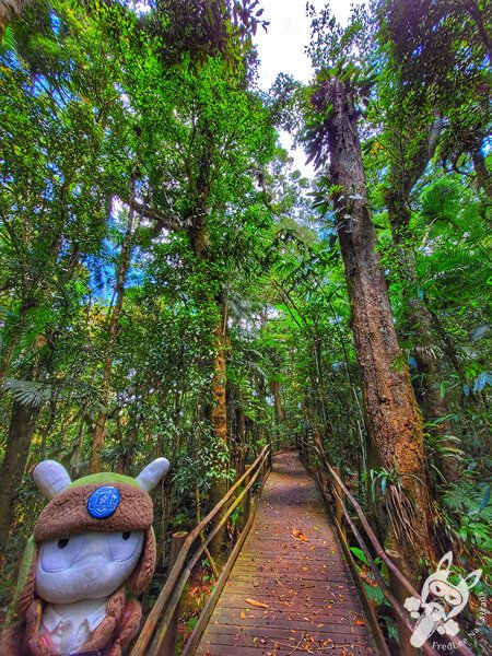 Trilha da Canela | Parque Estadual Carlos Botelho (PECB) Núcleo São Miguel Arcanjo | São Miguel Arcanjo - São Paulo - Brasil | FredLee Na Estrada Trilha da Canela | Parque Estadual Carlos Botelho (PECB) Núcleo São Miguel Arcanjo | São Miguel Arcanjo - São Paulo - Brasil | FredLee Na Estrada