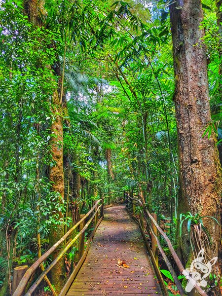 Trilha da Canela | Parque Estadual Carlos Botelho (PECB) Núcleo São Miguel Arcanjo | São Miguel Arcanjo - São Paulo - Brasil | FredLee Na Estrada Trilha da Canela | Parque Estadual Carlos Botelho (PECB) Núcleo São Miguel Arcanjo | São Miguel Arcanjo - São Paulo - Brasil | FredLee Na Estrada