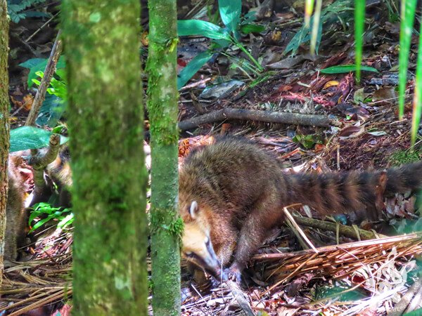 Quati na Trilha da Canela | Parque Estadual Carlos Botelho (PECB) Núcleo São Miguel Arcanjo | São Miguel Arcanjo - São Paulo - Brasil | FredLee Na Estrada Quati na Trilha da Canela | Parque Estadual Carlos Botelho (PECB) Núcleo São Miguel Arcanjo | São Miguel Arcanjo - São Paulo - Brasil | FredLee Na Estrada