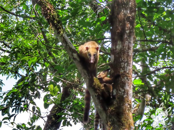 Quati na Trilha da Canela | Parque Estadual Carlos Botelho (PECB) Núcleo São Miguel Arcanjo | São Miguel Arcanjo - São Paulo - Brasil | FredLee Na Estrada Quati na Trilha da Canela | Parque Estadual Carlos Botelho (PECB) Núcleo São Miguel Arcanjo | São Miguel Arcanjo - São Paulo - Brasil | FredLee Na Estrada