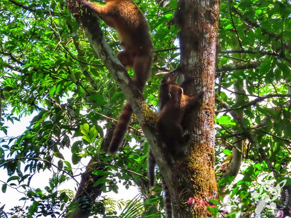 Quati na Trilha da Canela | Parque Estadual Carlos Botelho (PECB) Núcleo São Miguel Arcanjo | São Miguel Arcanjo - São Paulo - Brasil | FredLee Na Estrada Quati na Trilha da Canela | Parque Estadual Carlos Botelho (PECB) Núcleo São Miguel Arcanjo | São Miguel Arcanjo - São Paulo - Brasil | FredLee Na Estrada