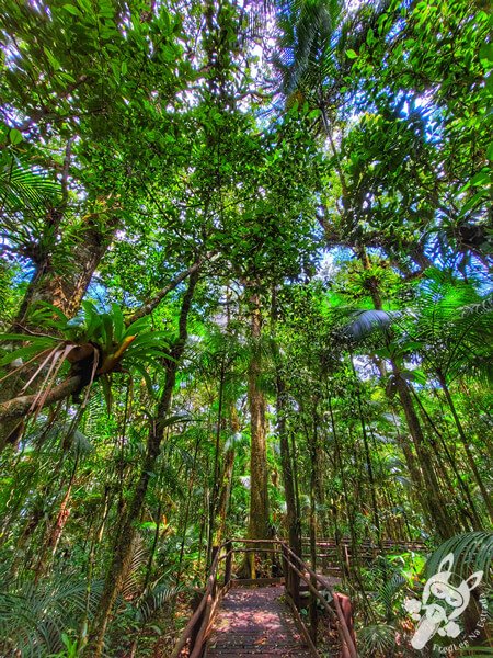 Trilha da Canela | Parque Estadual Carlos Botelho (PECB) Núcleo São Miguel Arcanjo | São Miguel Arcanjo - São Paulo - Brasil | FredLee Na Estrada Trilha da Canela | Parque Estadual Carlos Botelho (PECB) Núcleo São Miguel Arcanjo | São Miguel Arcanjo - São Paulo - Brasil | FredLee Na Estrada