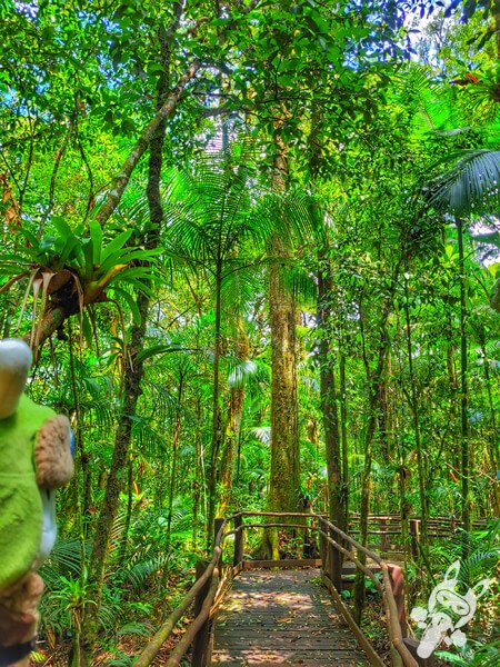 Trilha da Canela | Parque Estadual Carlos Botelho (PECB) Núcleo São Miguel Arcanjo | São Miguel Arcanjo - São Paulo - Brasil | FredLee Na Estrada Trilha da Canela | Parque Estadual Carlos Botelho (PECB) Núcleo São Miguel Arcanjo | São Miguel Arcanjo - São Paulo - Brasil | FredLee Na Estrada