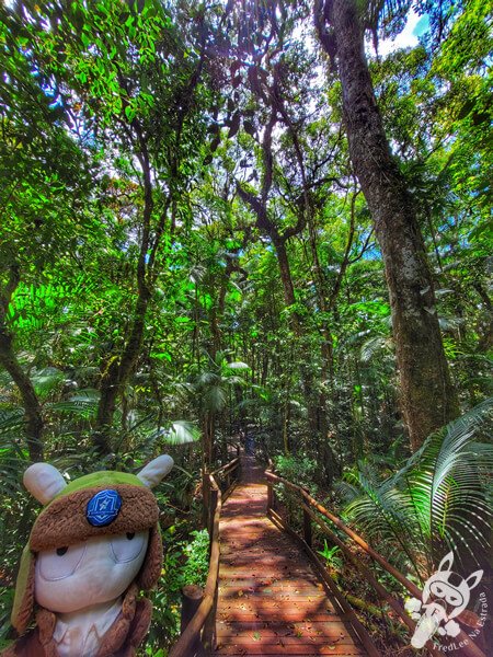 Trilha da Canela | Parque Estadual Carlos Botelho (PECB) Núcleo São Miguel Arcanjo | São Miguel Arcanjo - São Paulo - Brasil | FredLee Na Estrada Trilha da Canela | Parque Estadual Carlos Botelho (PECB) Núcleo São Miguel Arcanjo | São Miguel Arcanjo - São Paulo - Brasil | FredLee Na Estrada