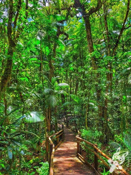 Trilha da Canela | Parque Estadual Carlos Botelho (PECB) Núcleo São Miguel Arcanjo | São Miguel Arcanjo - São Paulo - Brasil | FredLee Na Estrada Trilha da Canela | Parque Estadual Carlos Botelho (PECB) Núcleo São Miguel Arcanjo | São Miguel Arcanjo - São Paulo - Brasil | FredLee Na Estrada
