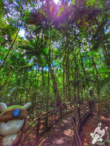 Trilha da Canela | Parque Estadual Carlos Botelho (PECB) Núcleo São Miguel Arcanjo | São Miguel Arcanjo - São Paulo - Brasil | FredLee Na Estrada Trilha da Canela | Parque Estadual Carlos Botelho (PECB) Núcleo São Miguel Arcanjo | São Miguel Arcanjo - São Paulo - Brasil | FredLee Na Estrada