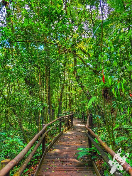 Trilha da Canela | Parque Estadual Carlos Botelho (PECB) Núcleo São Miguel Arcanjo | São Miguel Arcanjo - São Paulo - Brasil | FredLee Na Estrada Trilha da Canela | Parque Estadual Carlos Botelho (PECB) Núcleo São Miguel Arcanjo | São Miguel Arcanjo - São Paulo - Brasil | FredLee Na Estrada