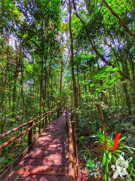 Trilha da Canela | Parque Estadual Carlos Botelho (PECB) Núcleo São Miguel Arcanjo | São Miguel Arcanjo - São Paulo - Brasil | FredLee Na Estrada Trilha da Canela | Parque Estadual Carlos Botelho (PECB) Núcleo São Miguel Arcanjo | São Miguel Arcanjo - São Paulo - Brasil | FredLee Na Estrada