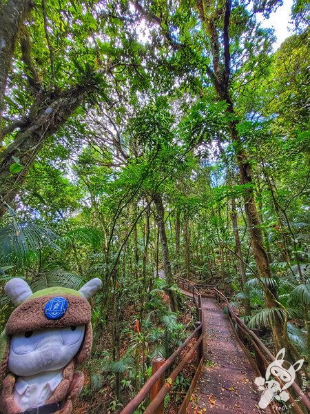 Trilha da Canela | Parque Estadual Carlos Botelho (PECB) Núcleo São Miguel Arcanjo | São Miguel Arcanjo - São Paulo - Brasil | FredLee Na Estrada Trilha da Canela | Parque Estadual Carlos Botelho (PECB) Núcleo São Miguel Arcanjo | São Miguel Arcanjo - São Paulo - Brasil | FredLee Na Estrada