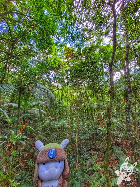 Trilha da Canela | Parque Estadual Carlos Botelho (PECB) Núcleo São Miguel Arcanjo | São Miguel Arcanjo - São Paulo - Brasil | FredLee Na Estrada Trilha da Canela | Parque Estadual Carlos Botelho (PECB) Núcleo São Miguel Arcanjo | São Miguel Arcanjo - São Paulo - Brasil | FredLee Na Estrada