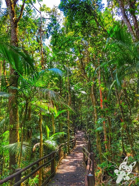 Trilha da Canela | Parque Estadual Carlos Botelho (PECB) Núcleo São Miguel Arcanjo | São Miguel Arcanjo - São Paulo - Brasil | FredLee Na Estrada Trilha da Canela | Parque Estadual Carlos Botelho (PECB) Núcleo São Miguel Arcanjo | São Miguel Arcanjo - São Paulo - Brasil | FredLee Na Estrada