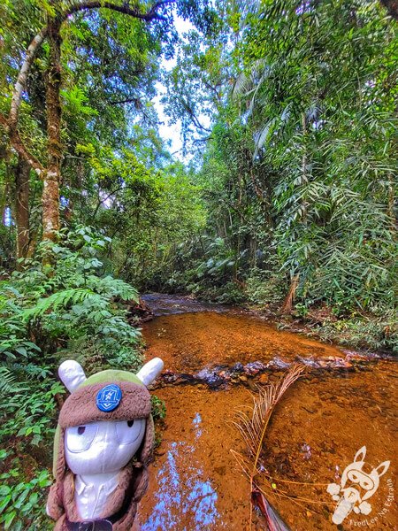 Braço do Rio Taquaral no Parque Estadual Carlos Botelho | Sete Barras - São Paulo - Brasil | FredLee Na Estrada Braço do Rio Taquaral no Parque Estadual Carlos Botelho | Sete Barras - São Paulo - Brasil | FredLee Na Estrada