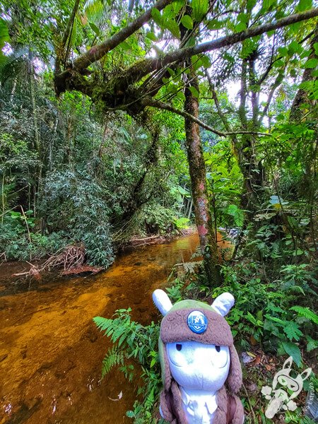 Braço do Rio Taquaral no Parque Estadual Carlos Botelho | Sete Barras - São Paulo - Brasil | FredLee Na Estrada Braço do Rio Taquaral no Parque Estadual Carlos Botelho | Sete Barras - São Paulo - Brasil | FredLee Na Estrada