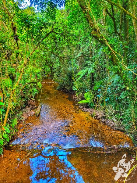 Braço do Rio Taquaral no Parque Estadual Carlos Botelho | Sete Barras - São Paulo - Brasil | FredLee Na Estrada Braço do Rio Taquaral no Parque Estadual Carlos Botelho | Sete Barras - São Paulo - Brasil | FredLee Na Estrada