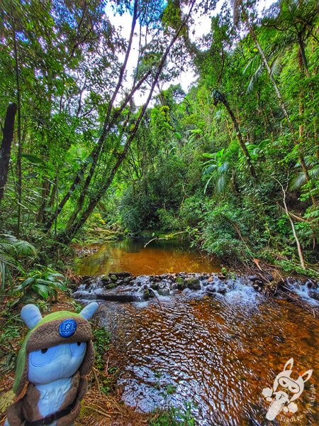 Braço do Rio Taquaral no Parque Estadual Carlos Botelho | Sete Barras - São Paulo - Brasil | FredLee Na Estrada Braço do Rio Taquaral no Parque Estadual Carlos Botelho | Sete Barras - São Paulo - Brasil | FredLee Na Estrada