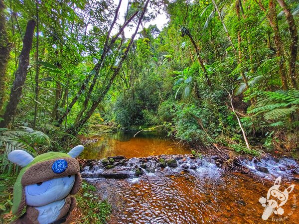 Braço do Rio Taquaral no Parque Estadual Carlos Botelho | Sete Barras - São Paulo - Brasil | FredLee Na Estrada Braço do Rio Taquaral no Parque Estadual Carlos Botelho | Sete Barras - São Paulo - Brasil | FredLee Na Estrada