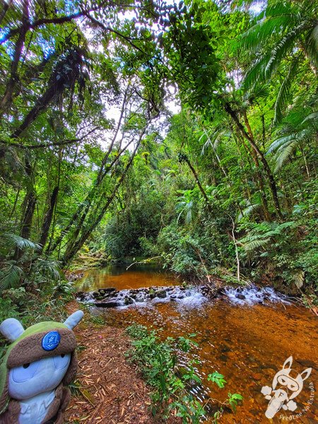Braço do Rio Taquaral no Parque Estadual Carlos Botelho | Sete Barras - São Paulo - Brasil | FredLee Na Estrada Braço do Rio Taquaral no Parque Estadual Carlos Botelho | Sete Barras - São Paulo - Brasil | FredLee Na Estrada