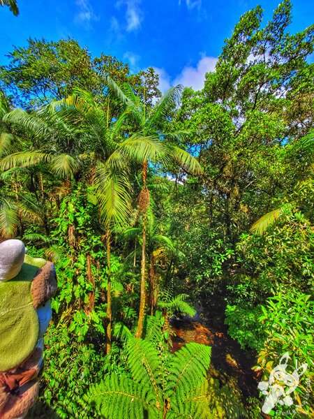 Parque Estadual Carlos Botelho | Sete Barras - São Paulo - Brasil | FredLee Na Estrada Parque Estadual Carlos Botelho | Sete Barras - São Paulo - Brasil | FredLee Na Estrada