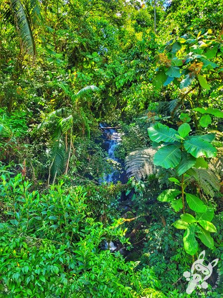 Cachoeira na Estrada-Parque Serra da Macaca (SP-139) Parque Estadual Carlos Botelho | Sete Barras - São Paulo - Brasil | FredLee Na Estrada Cachoeira na Estrada-Parque Serra da Macaca (SP-139) Parque Estadual Carlos Botelho | Sete Barras - São Paulo - Brasil | FredLee Na Estrada
