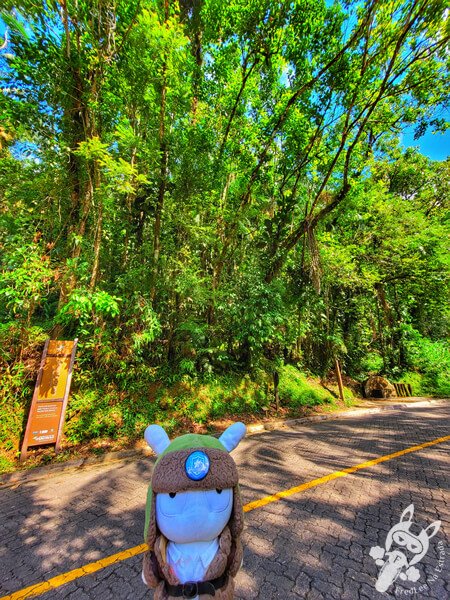 Estrada-Parque Serra da Macaca (SP-139) Parque Estadual Carlos Botelho | Sete Barras - São Paulo - Brasil | FredLee Na Estrada Estrada-Parque Serra da Macaca (SP-139) Parque Estadual Carlos Botelho | Sete Barras - São Paulo - Brasil | FredLee Na Estrada