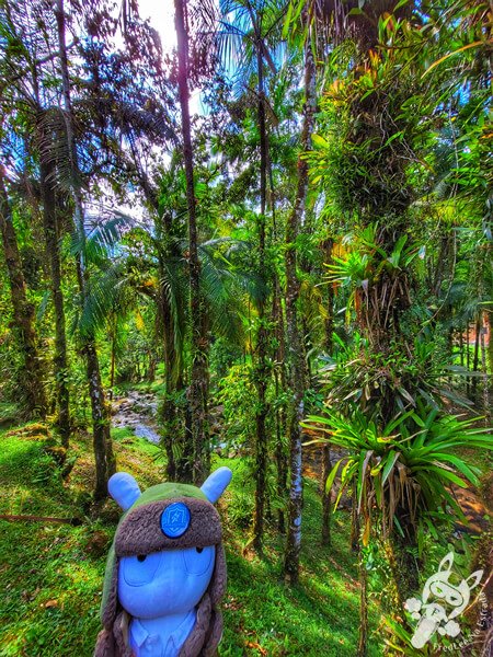 Parque Estadual Carlos Botelho (PECB) Núcleo Sete Barras | Sete Barras - São Paulo - Brasil | FredLee Na Estrada Parque Estadual Carlos Botelho (PECB) Núcleo Sete Barras | Sete Barras - São Paulo - Brasil | FredLee Na Estrada