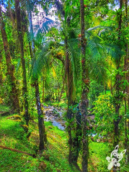 Parque Estadual Carlos Botelho (PECB) Núcleo Sete Barras | Sete Barras - São Paulo - Brasil | FredLee Na Estrada Parque Estadual Carlos Botelho (PECB) Núcleo Sete Barras | Sete Barras - São Paulo - Brasil | FredLee Na Estrada