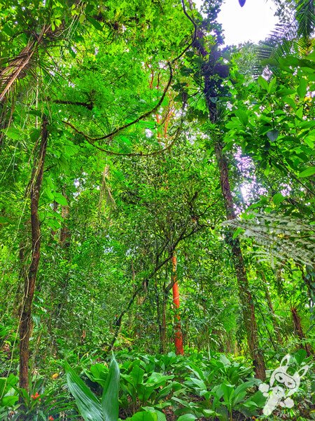 Trilha dos Catetos | Parque Estadual Carlos Botelho (PECB) Núcleo Sete Barras | Sete Barras - São Paulo - Brasil | FredLee Na Estrada Trilha dos Catetos | Parque Estadual Carlos Botelho (PECB) Núcleo Sete Barras | Sete Barras - São Paulo - Brasil | FredLee Na Estrada
