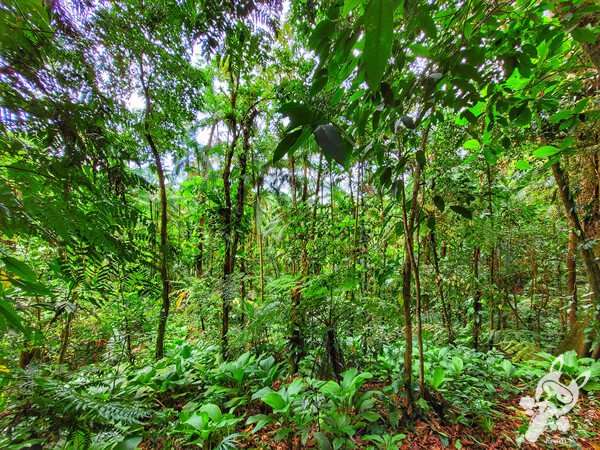 Trilha dos Catetos | Parque Estadual Carlos Botelho (PECB) Núcleo Sete Barras | Sete Barras - São Paulo - Brasil | FredLee Na Estrada Trilha dos Catetos | Parque Estadual Carlos Botelho (PECB) Núcleo Sete Barras | Sete Barras - São Paulo - Brasil | FredLee Na Estrada